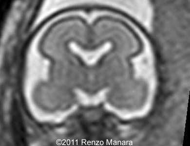 COW_294_MRI_4